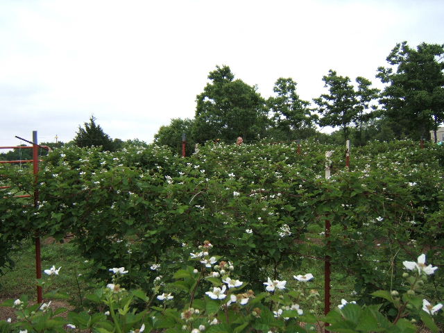 Blackberry patch in spring 2008